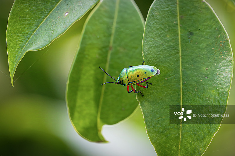 叶上昆虫特写镜头图片素材
