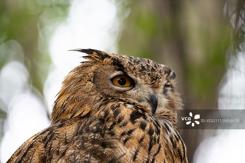 猫头鹰图片素材