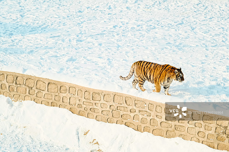 雪地上的老虎（东北虎）图片素材