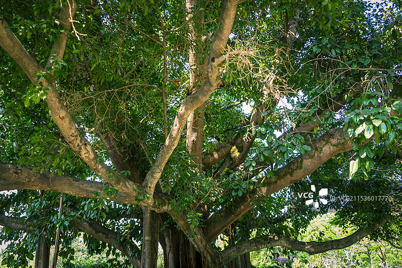 西双版纳热带花卉园，高山榕和小叶榕合生在一起的连理枝（夫妻树）图片素材