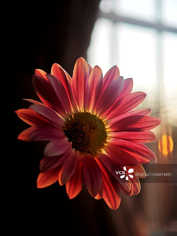 斜阳下花朵的特写镜头图片素材