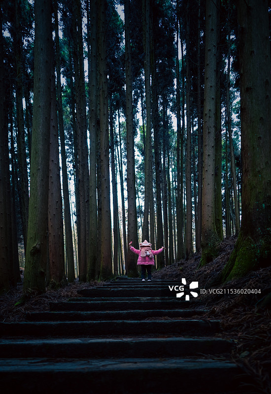 魔法森林图片素材