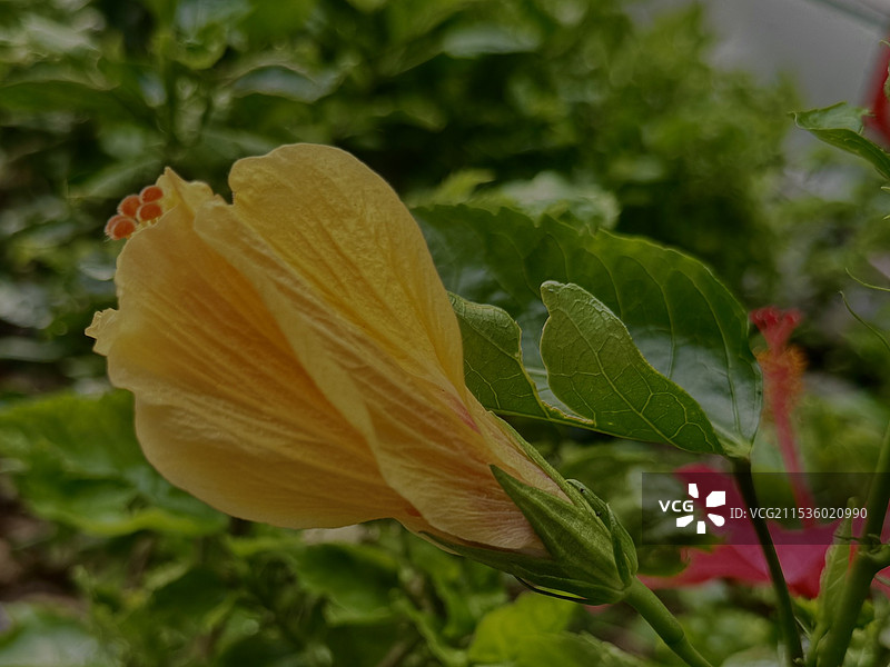 黄色扶桑花的特写镜头图片素材