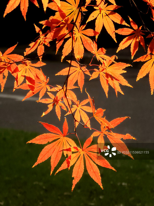 秋天枫叶在树上的特写镜头图片素材