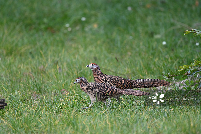 白腹锦鸡图片素材