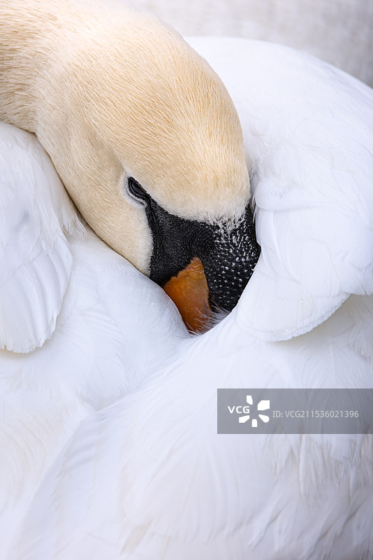 Close-up of a mute swan图片素材