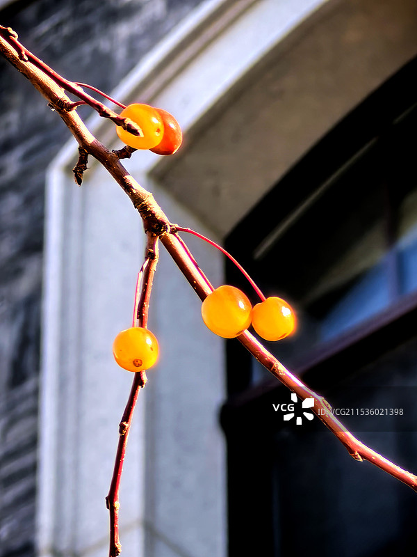 挂在树枝上的水果特写镜头隔窗相望图片素材