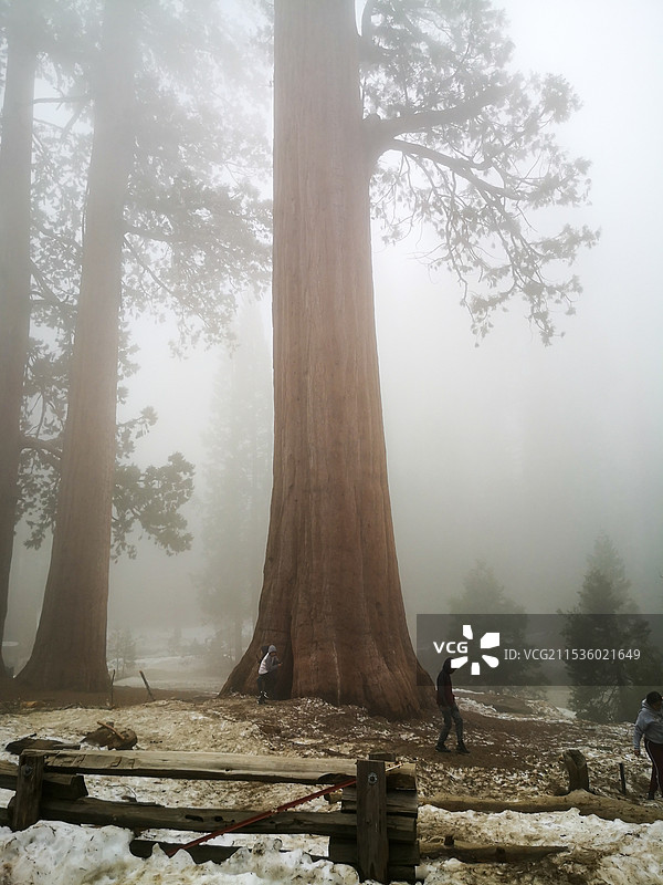 浓雾下的美洲杉国家公园图片素材