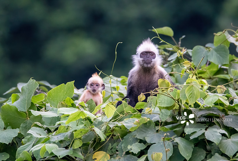 崇左市江州区罗白乡白头叶猴图片素材