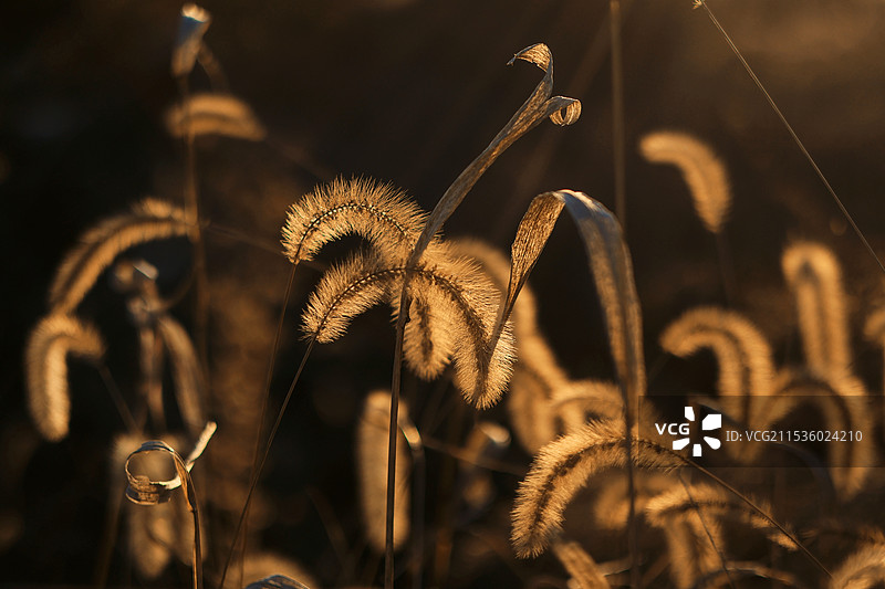 秋天的狗尾巴草图片素材