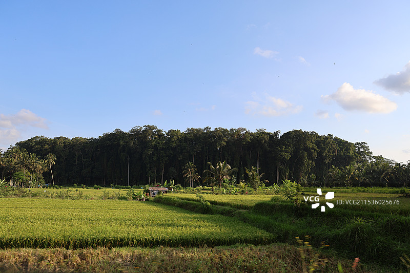 巴厘岛_乌布 蓝天下的农田和森林图片素材