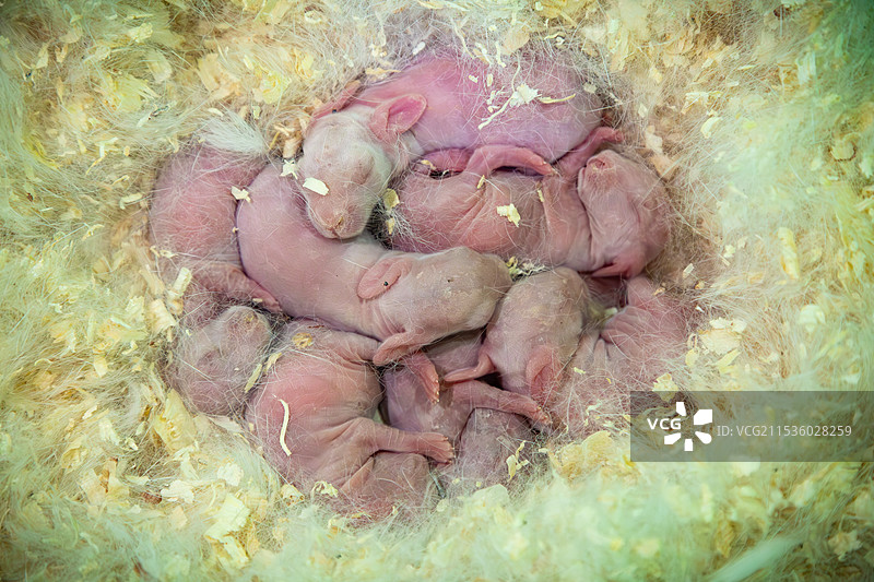 兔幼崽图片素材