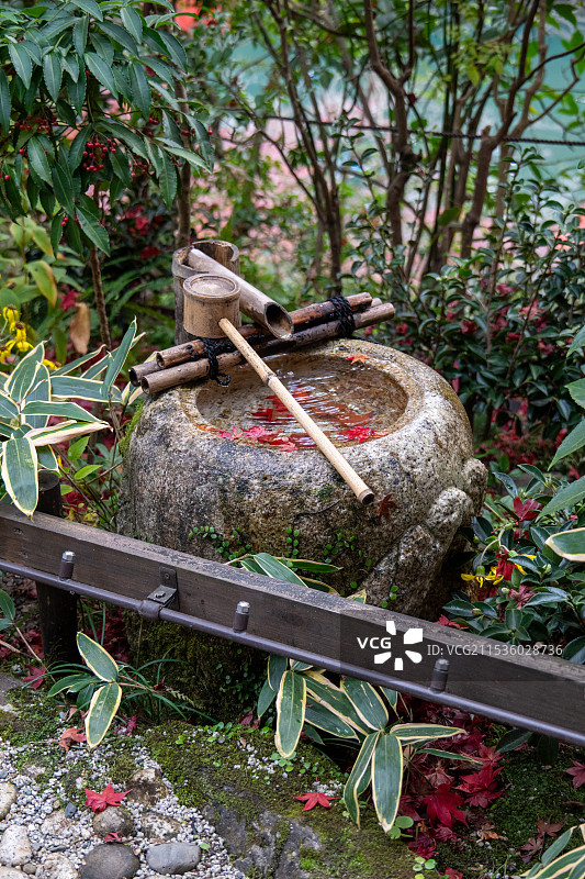 植物上的水壶特写镜头图片素材