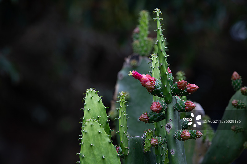 开花的仙人掌图片素材