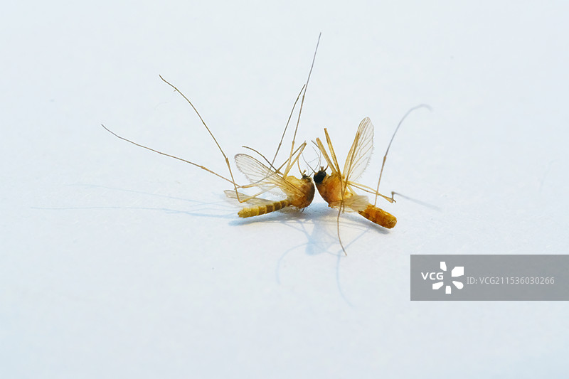 俩蚊子。图片素材
