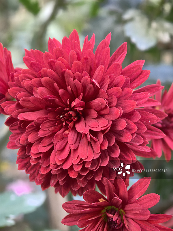 红色菊花图片素材