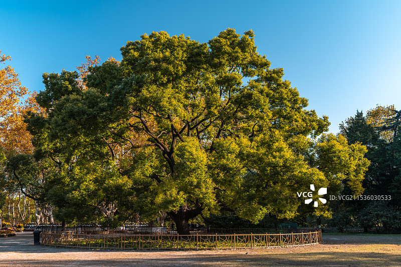 千年古樟树图片素材