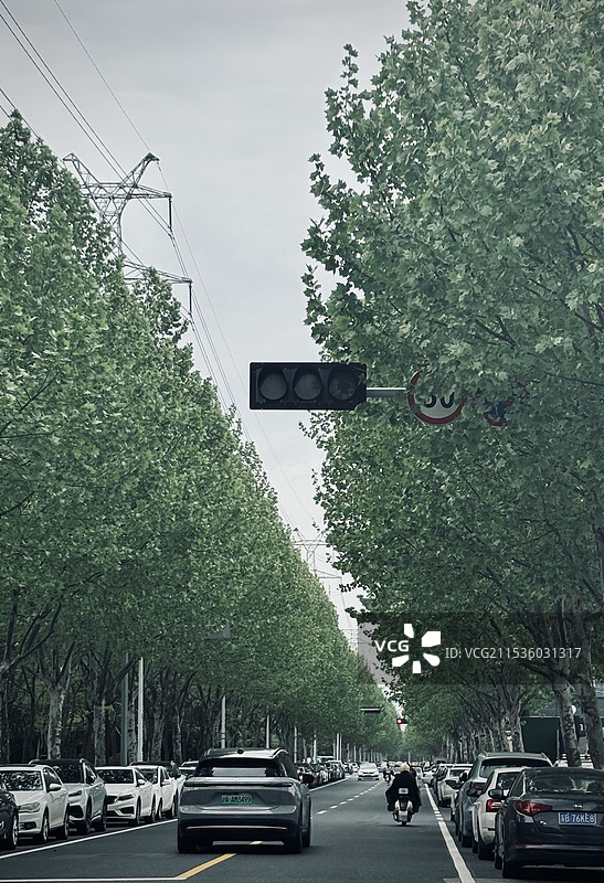 绿树成荫的路图片素材