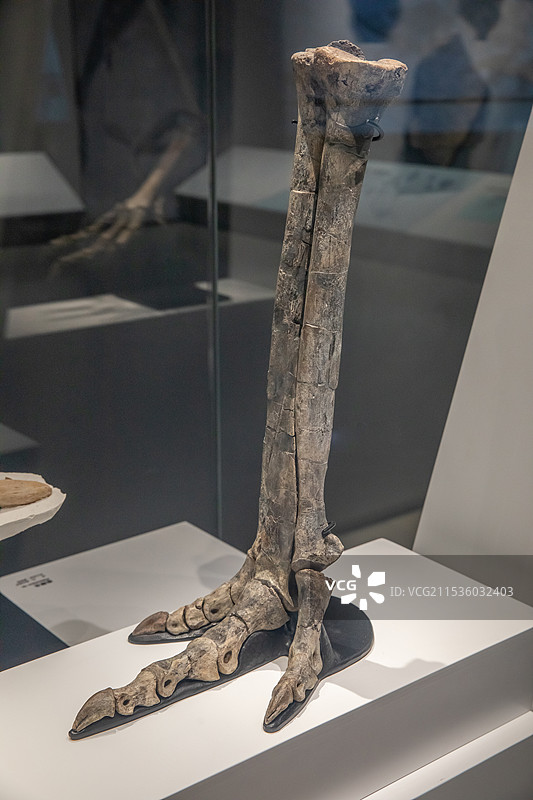 山东博物馆似鸵龙腿骨晚白垩世美国南达科达出土图片素材