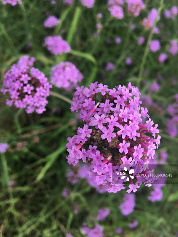薰衣草特写紫色花朵花簇花瓣图片素材