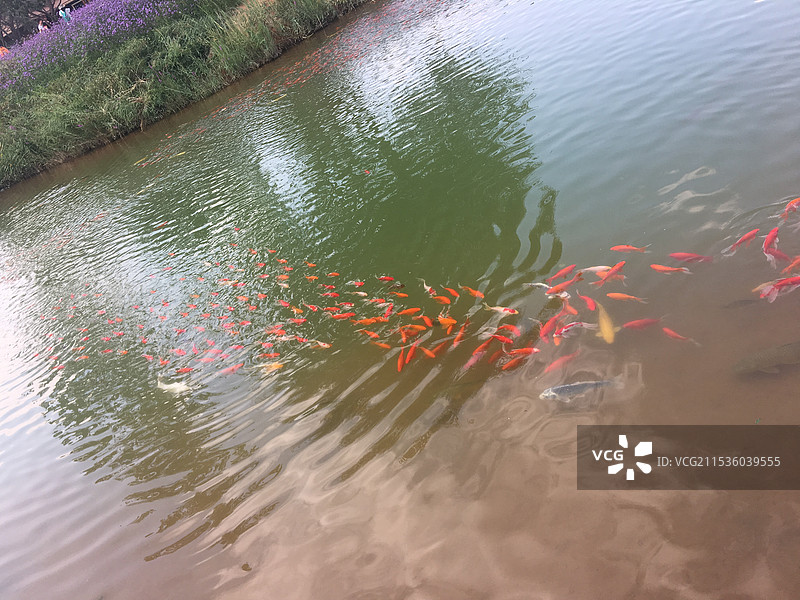 清澈湖水里的鱼群，鲤鱼锦鲤图片素材
