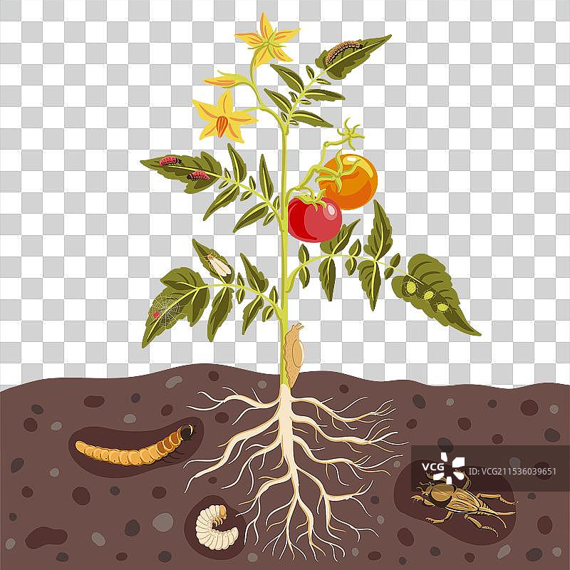番茄植物的绘图图片素材