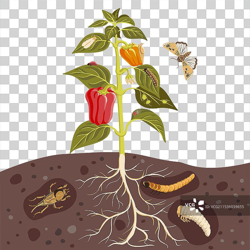 甜椒植物的绘图图片素材