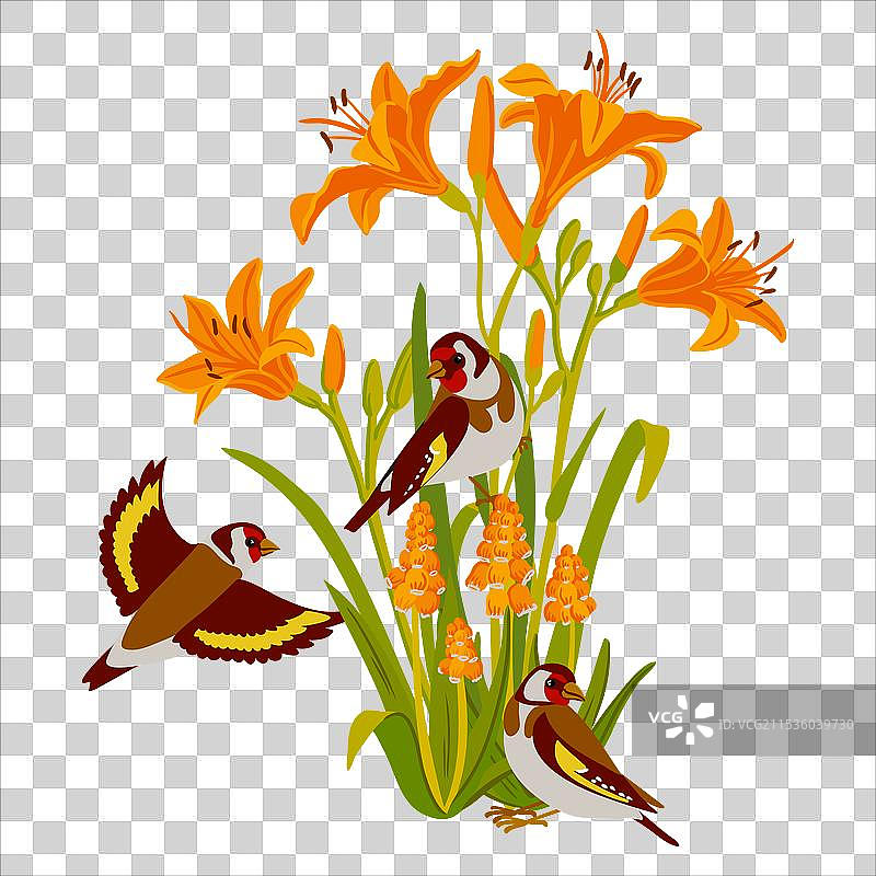 绘制花园里的萱草和鸟类图片素材