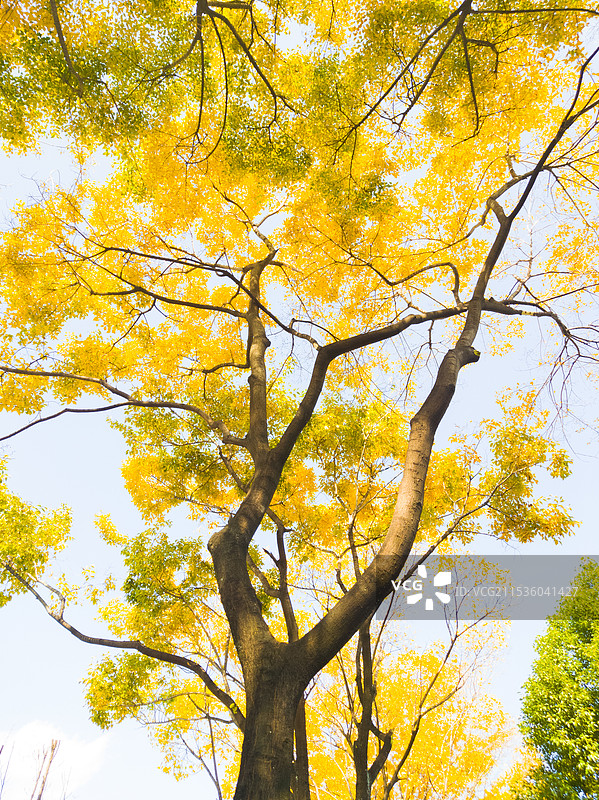 秋天的滇朴树图片素材