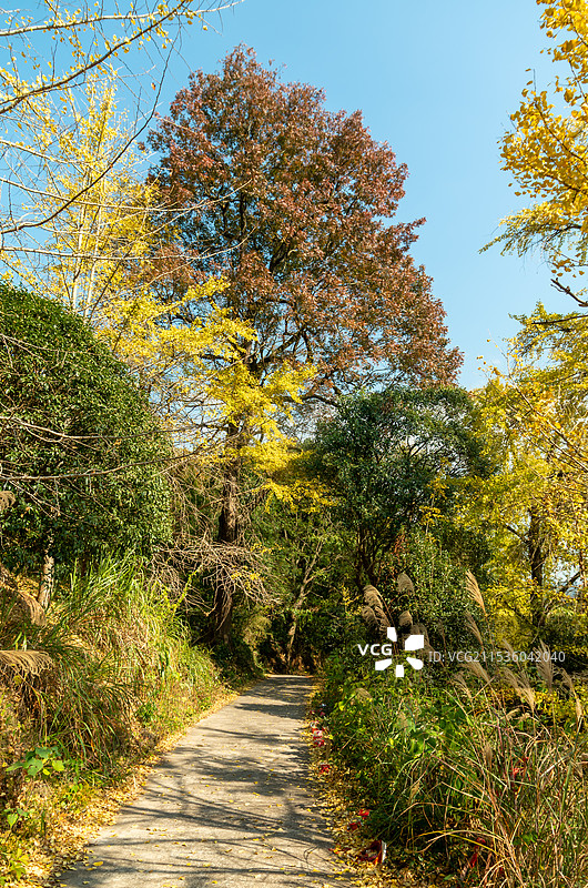 桂林灵川县海洋乡金黄色的银杏，银杏树图片素材