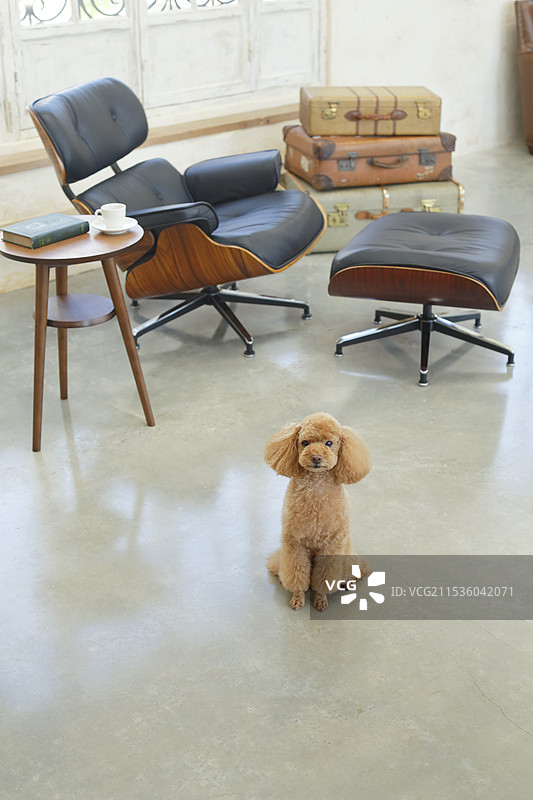 狗与外式客厅背景用于合成图片素材