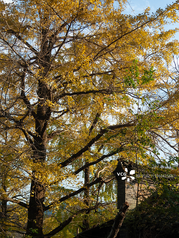 桂林灵川县海洋乡金黄色的银杏，银杏树图片素材
