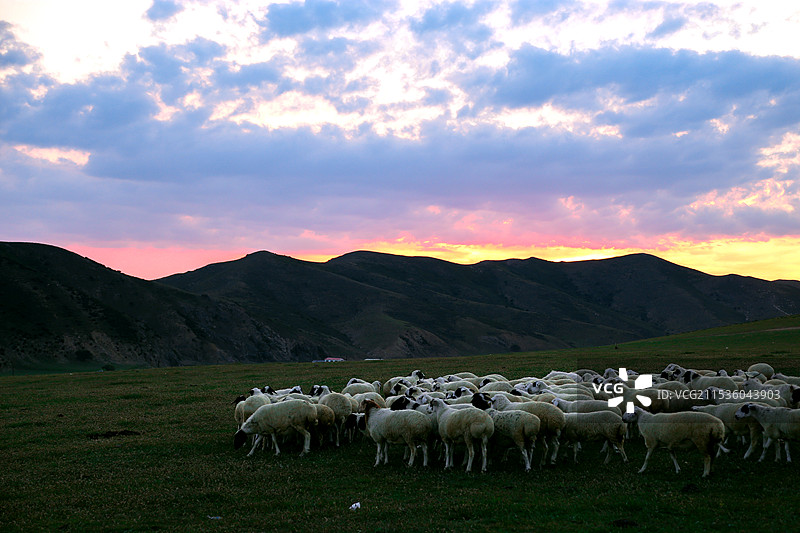 夜幕下的羊群图片素材