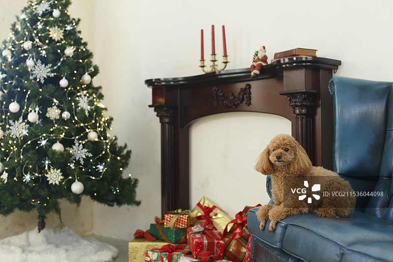 玩具贵宾犬在客厅里放松，旁边有圣诞树图片素材