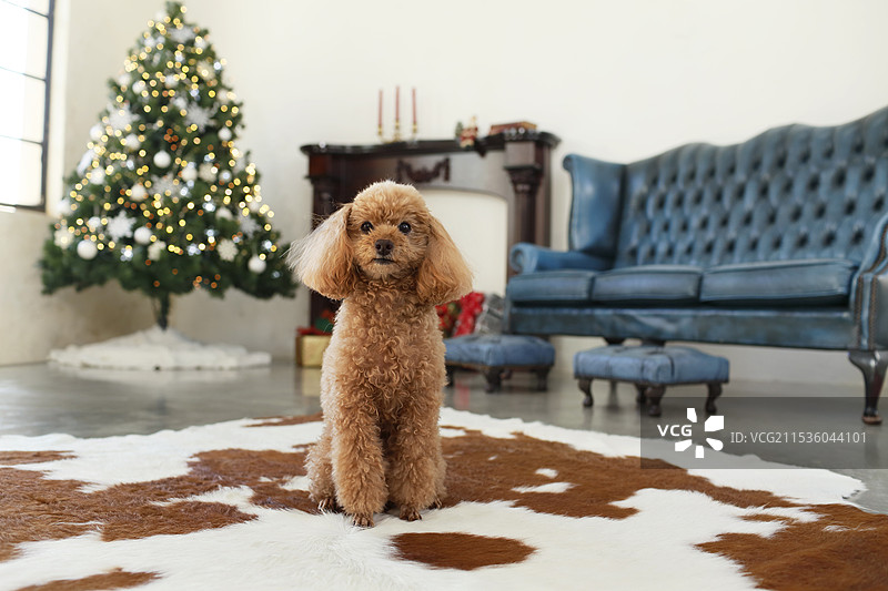 玩具贵宾犬在客厅里放松，旁边有圣诞树图片素材