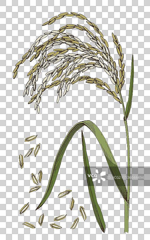 手绘稻谷植物和种子图片素材
