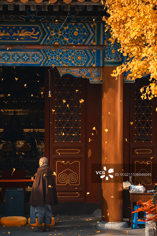 云居寺银杏叶雨图片素材