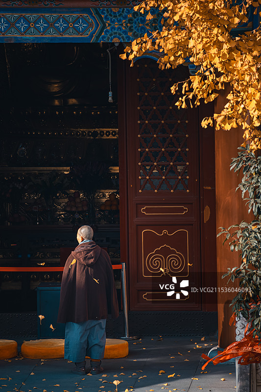 云居寺银杏叶雨图片素材