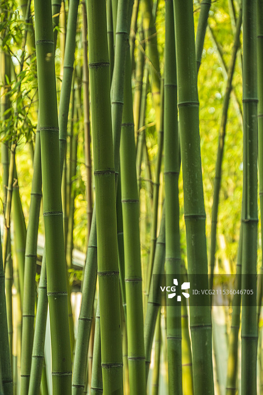 苏州博物馆的竹林景观图片素材