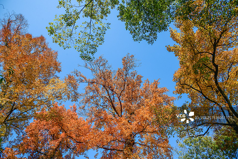天平山秋色图片素材