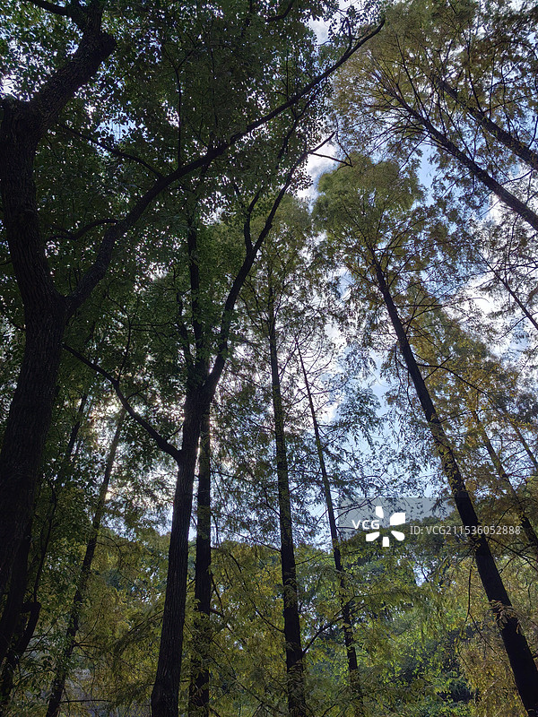 茂密的树林图片素材