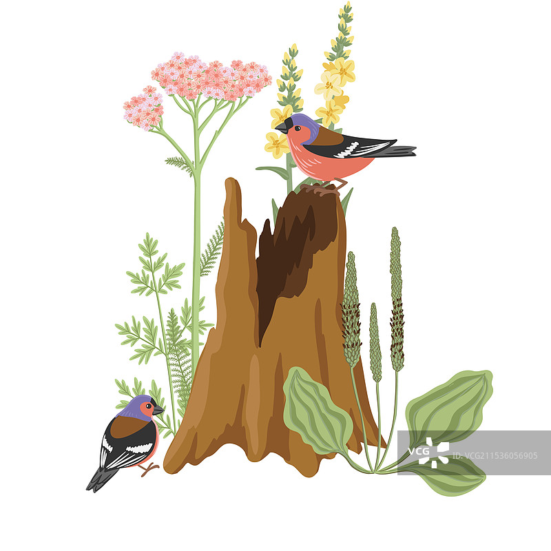 画树桩和植物图片素材