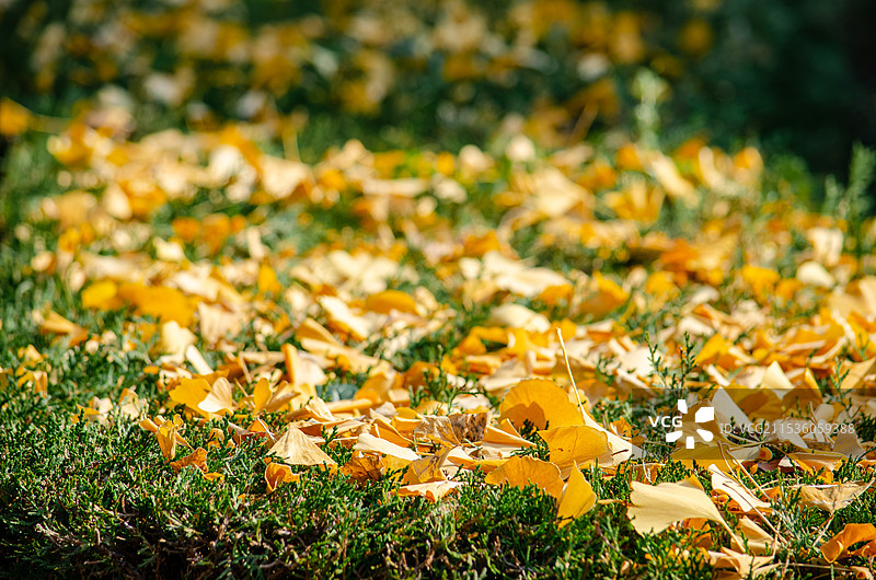 中国非都市风光拍摄主题，野生植物野外植物，古老银杏树常青树上铺满了黄色叶子特写，户外白昼无人图像摄影图片素材