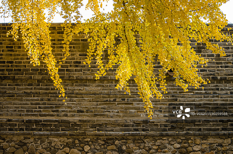 中国非都市风光拍摄主题，古老银杏树黄色的树冠，户外白昼无人图像摄影图片素材