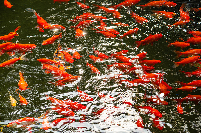 鱼池假山石和锦鲤拍摄主题，户外无人图像摄影图片素材