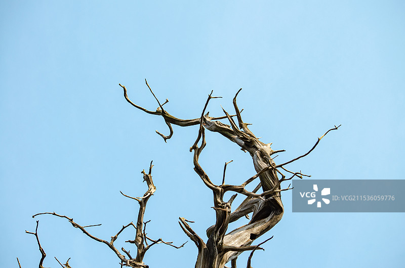 中国野生植物拍摄主题，低视角仰拍一颗干枯的柏树松树秃树树干，户外白昼无人图像摄影图片素材