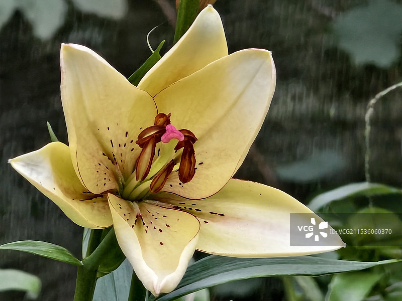 长满雀斑的百合花还画了最精致的眼线哦（品种名称——眼线）图片素材