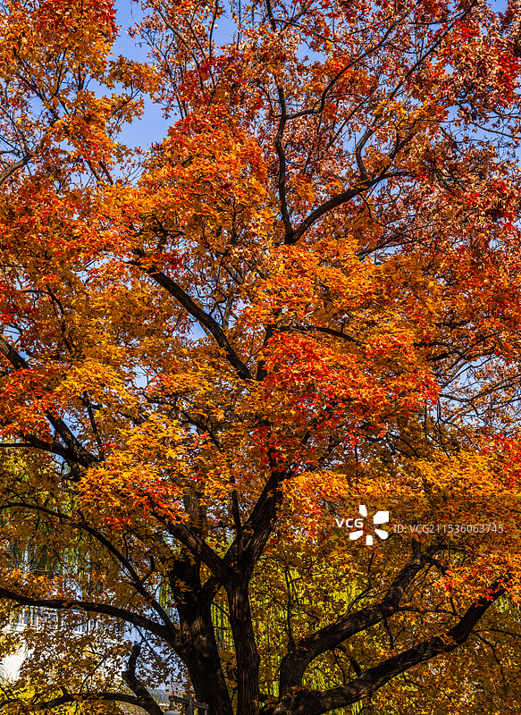 北京市海淀区紫竹院公园秋天风景图片素材