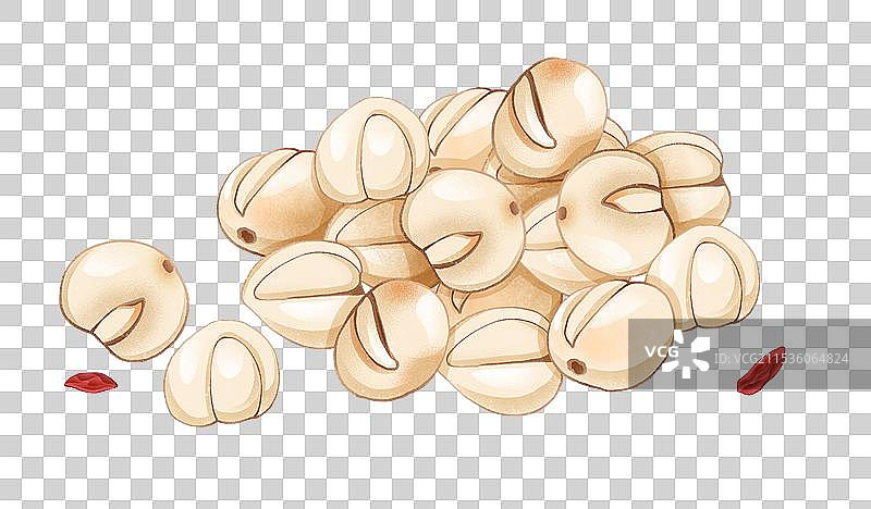 中国传统文化中医养生中草药药材医疗用品之贝母图片素材