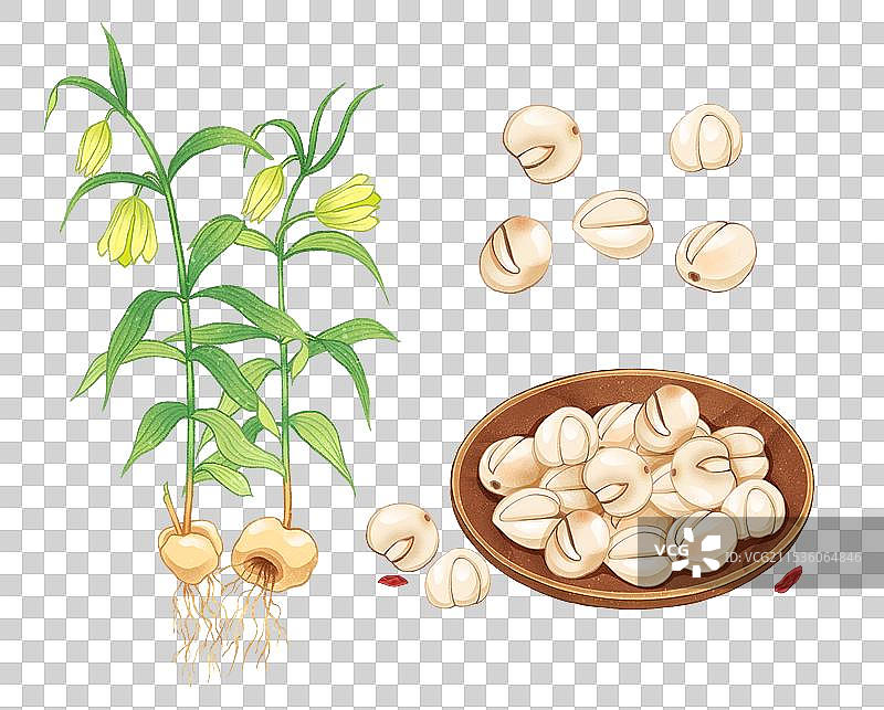 中国传统文化中医养生中草药药材医疗用品之贝母图片素材